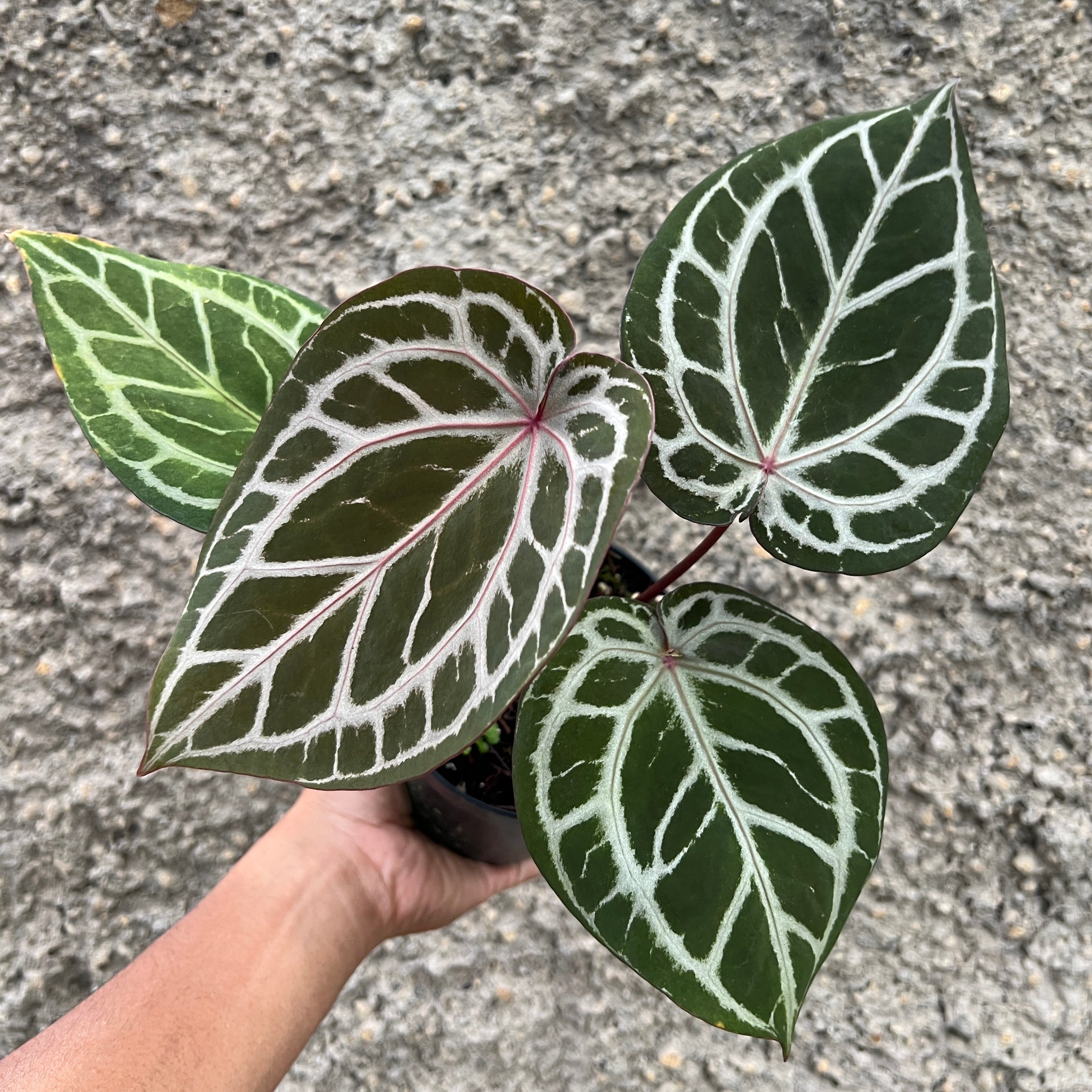 Anthurium Dreamweaver xself