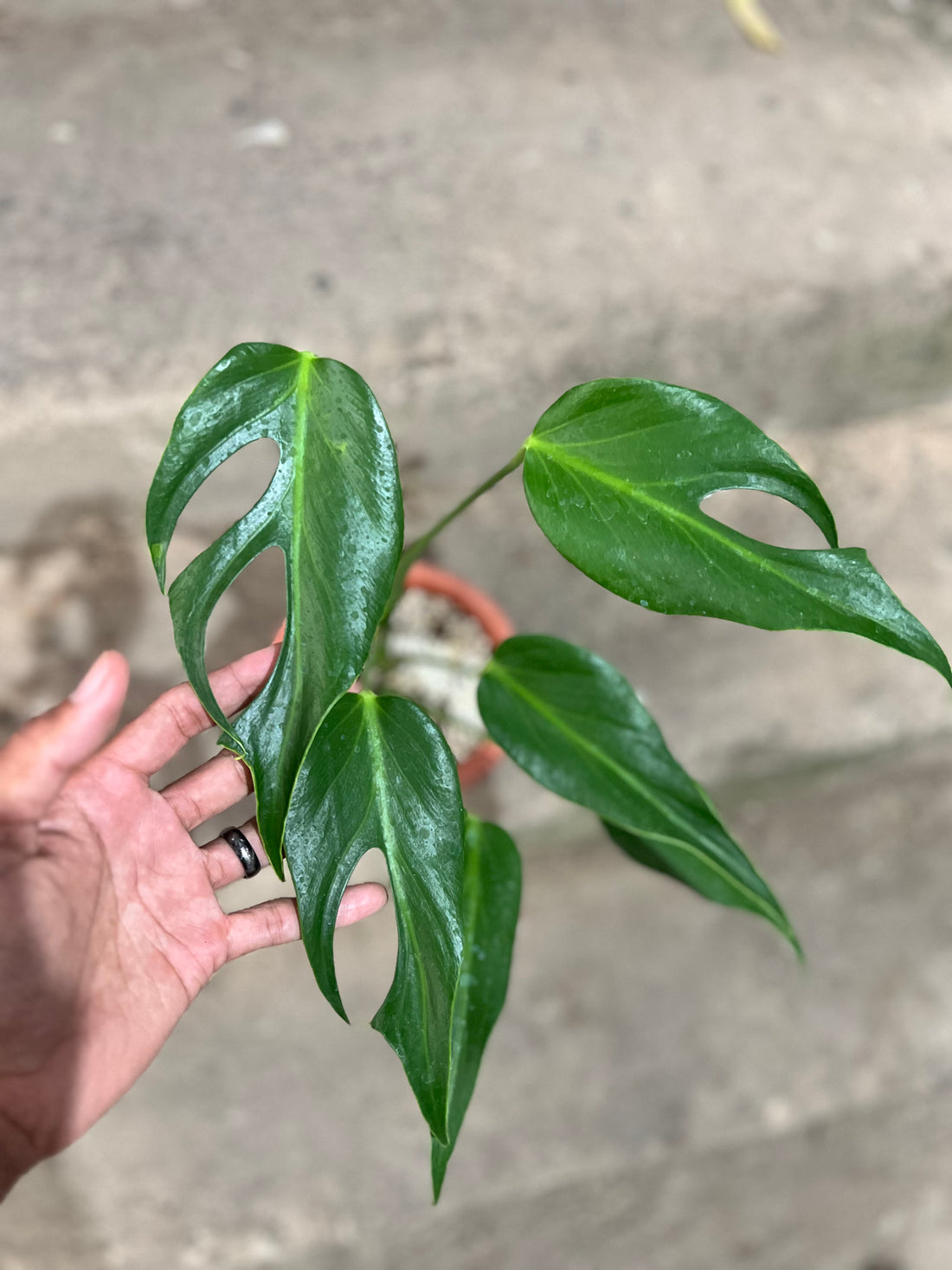 Monstera Burle Marx Flame