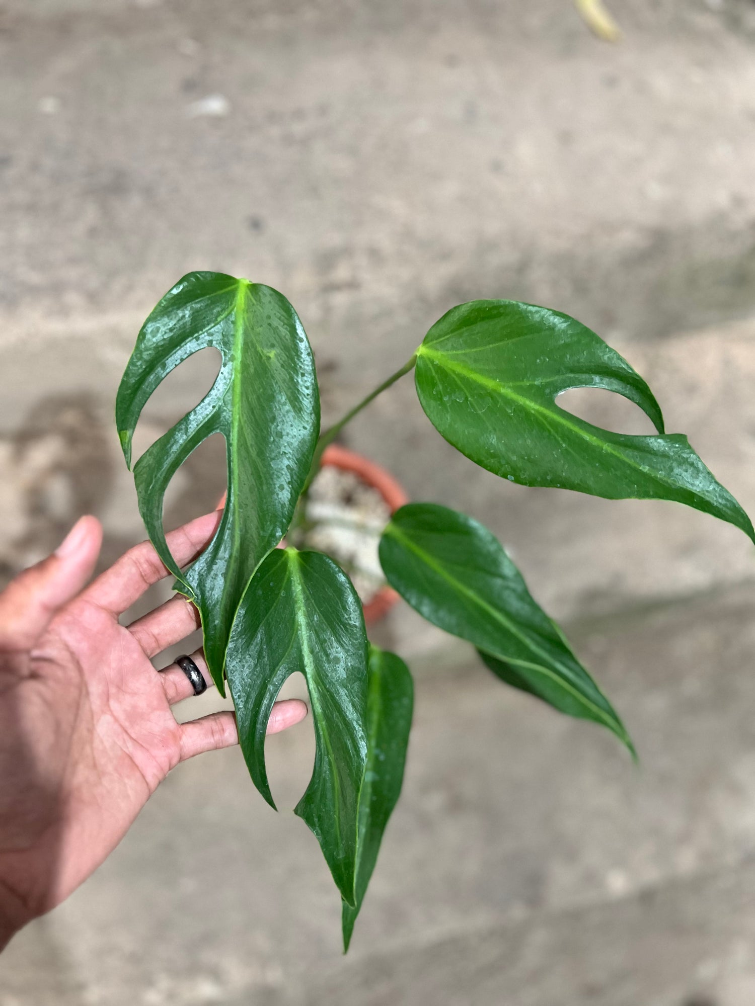 Monstera Burle Marx Flame