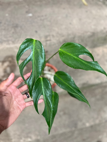 Monstera Burle Marx Flame