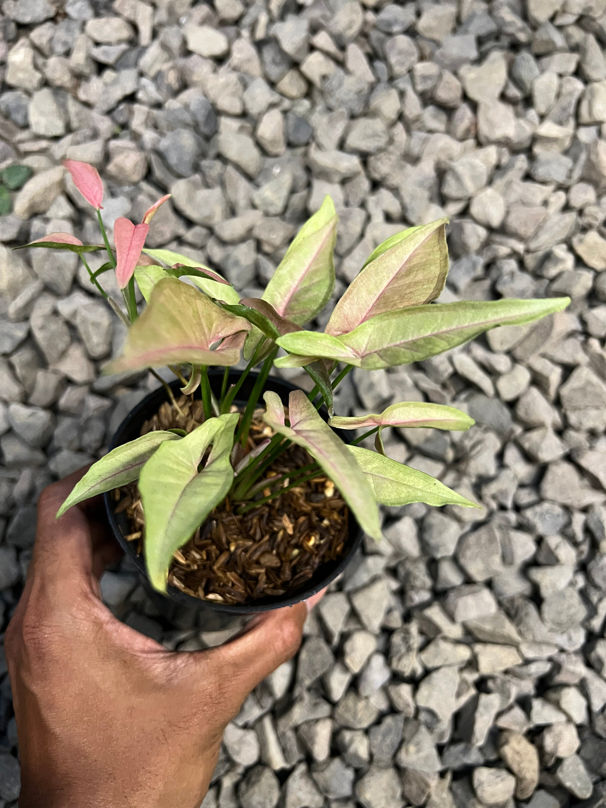 Syngonium T1510