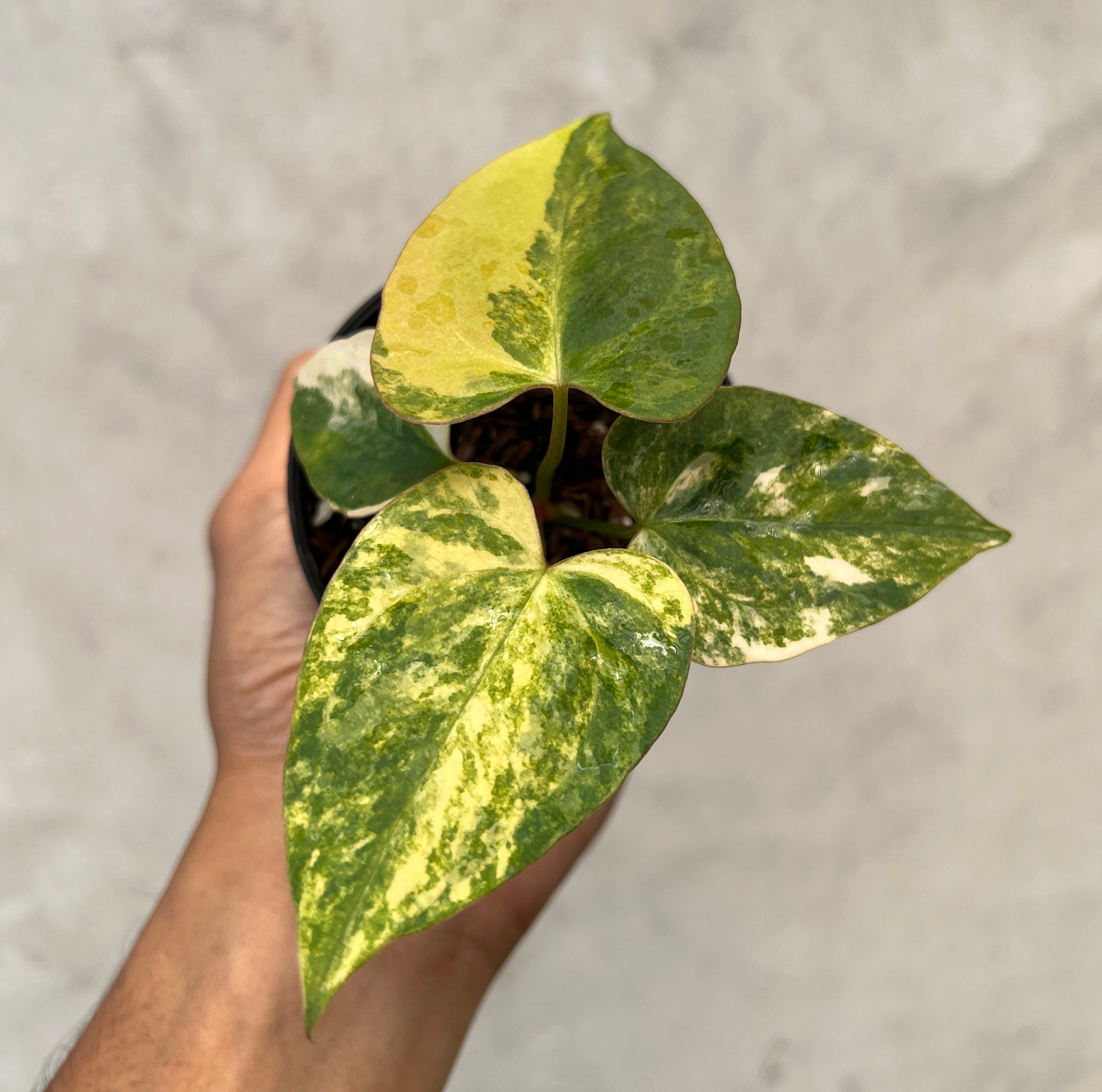 Anthurium Papillilaminum Variegated x Portillae