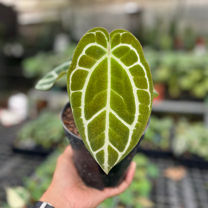 Anthurium Crystallinum Minahasa