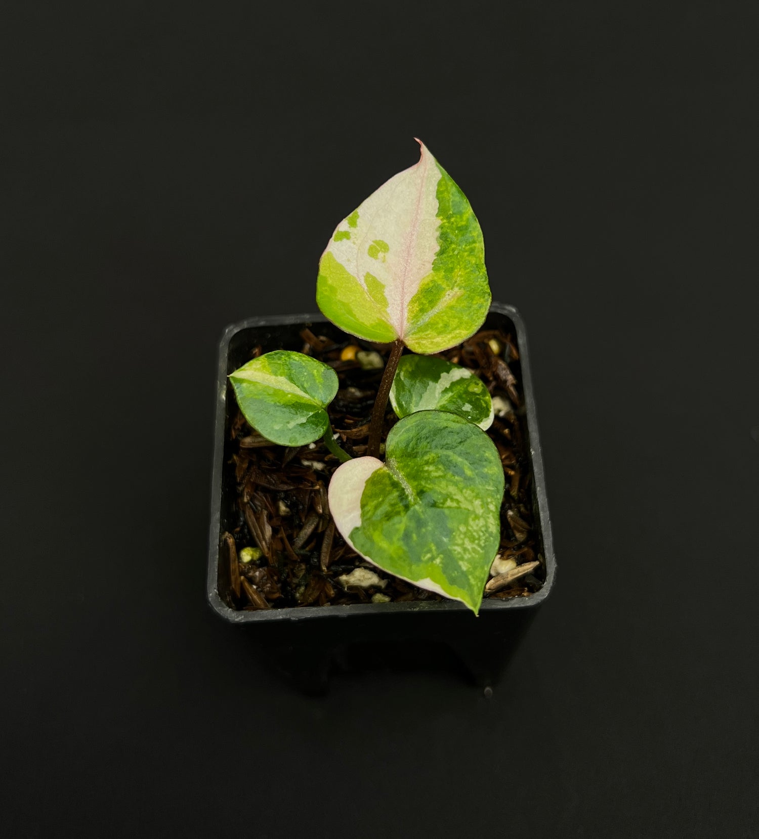 Anthurium Tortoise King Small Variegated