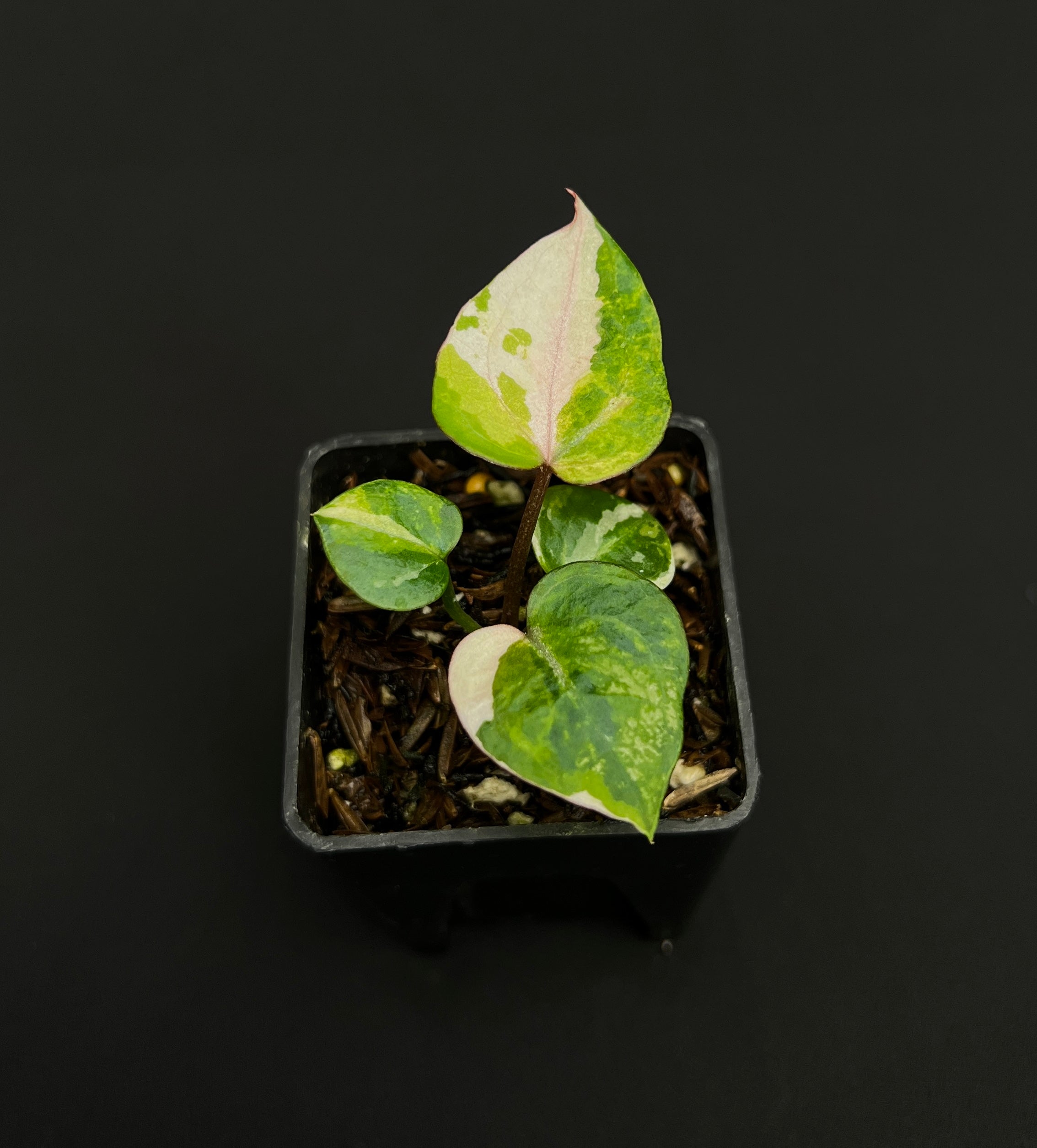Anthurium Tortoise King Small Variegated