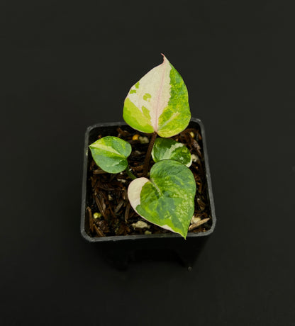 Anthurium Tortoise King Small Variegated