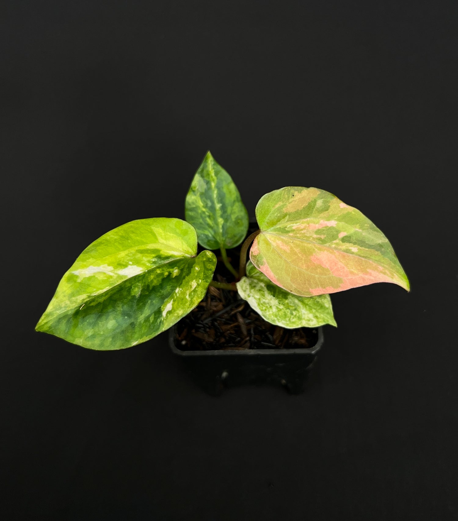 Anthurium Night Queen x Zara Michelle