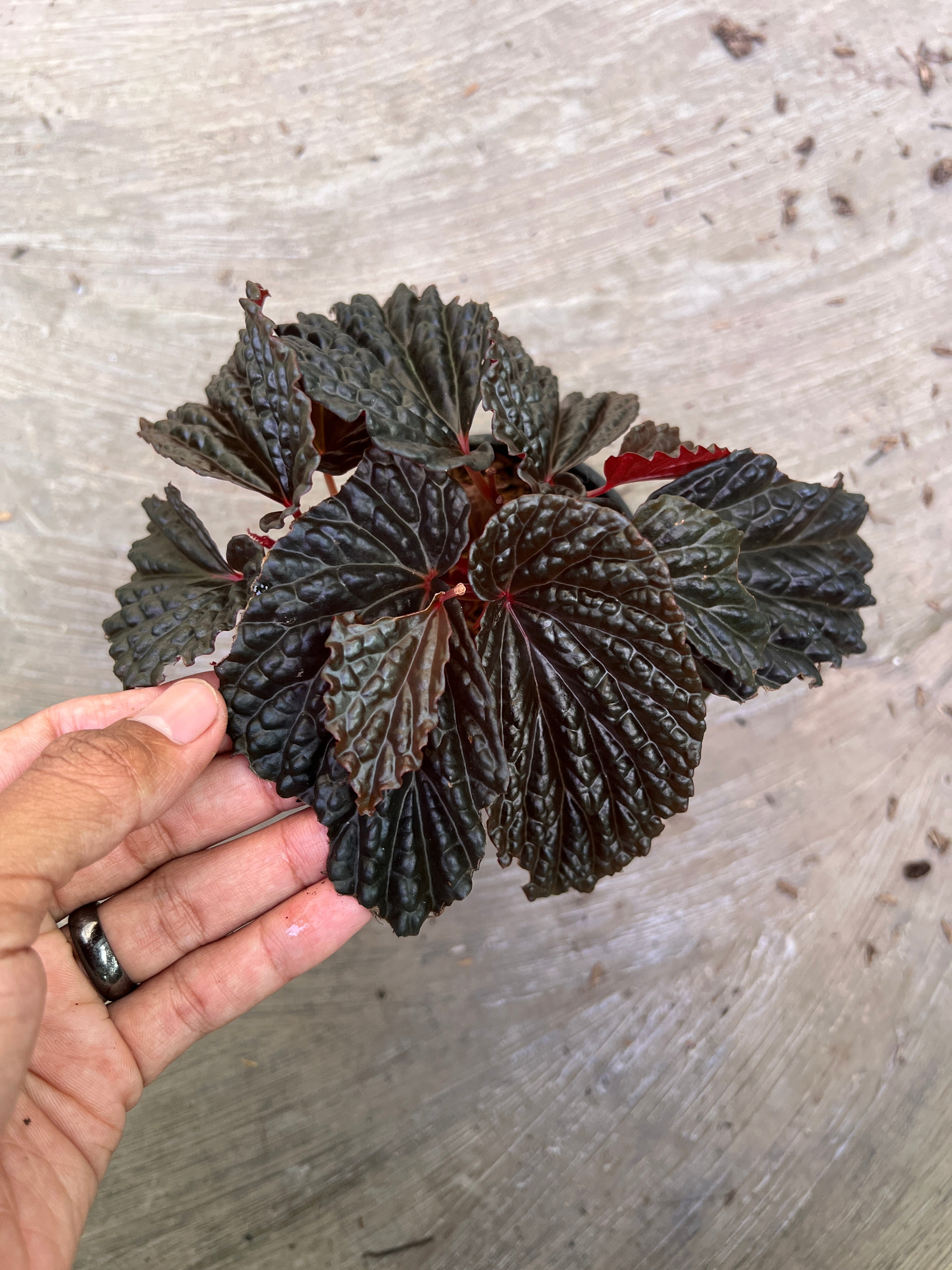 Begonia Blood Of Black Sp Papua