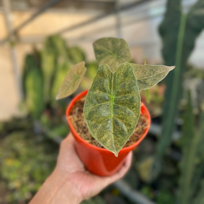 Alocasia Golden Bone Variegated