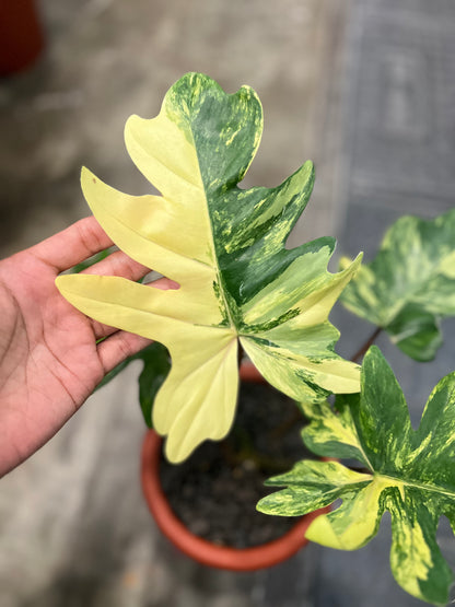 Philodendron Mayoii Variegated