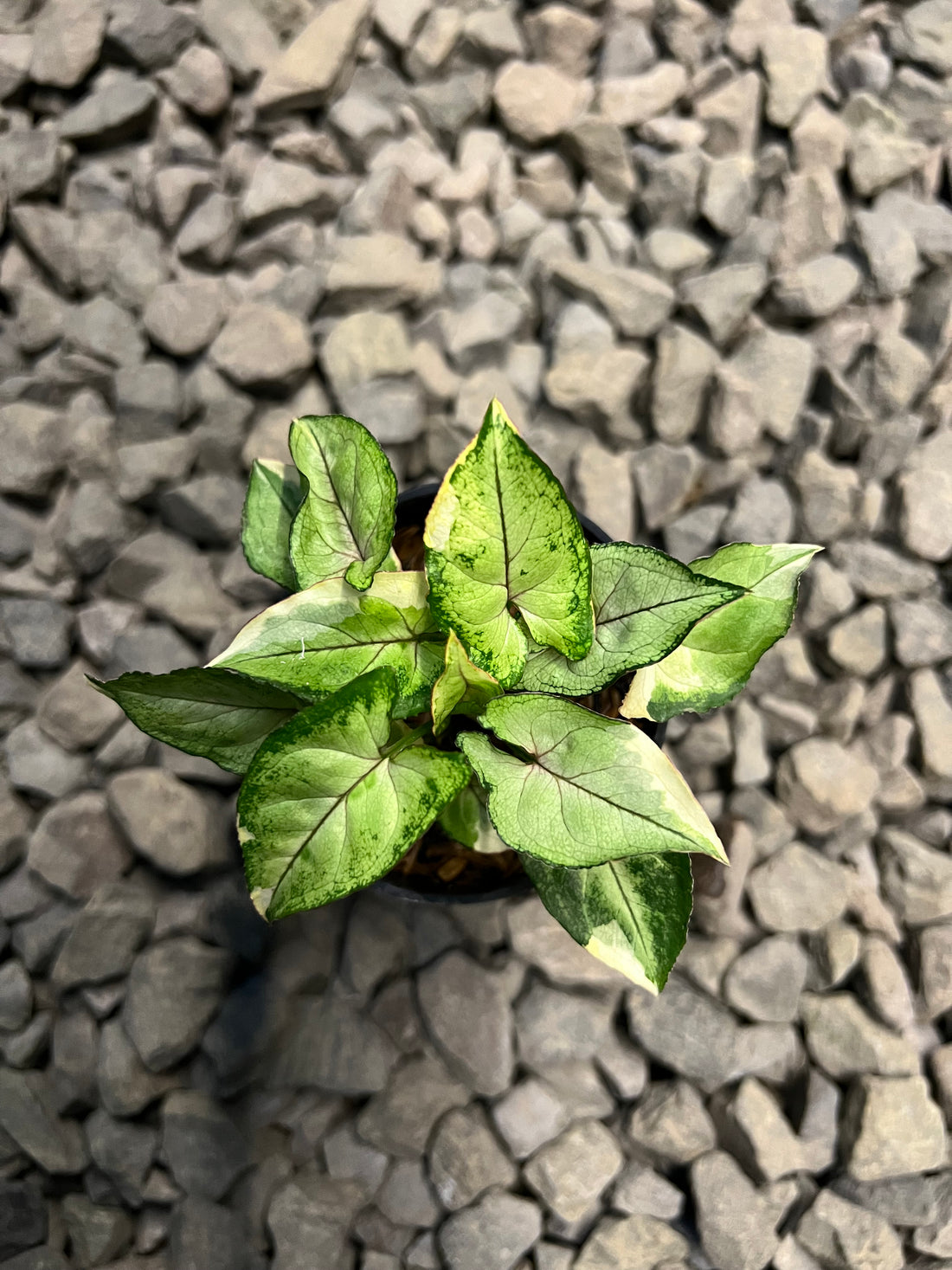 Syngonium White princess