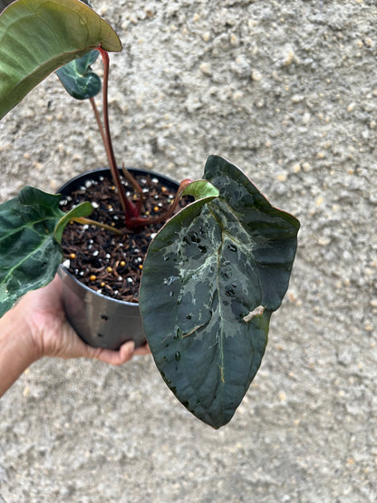 Anthurium (Michelle x Zara ) x BVEP Scroot