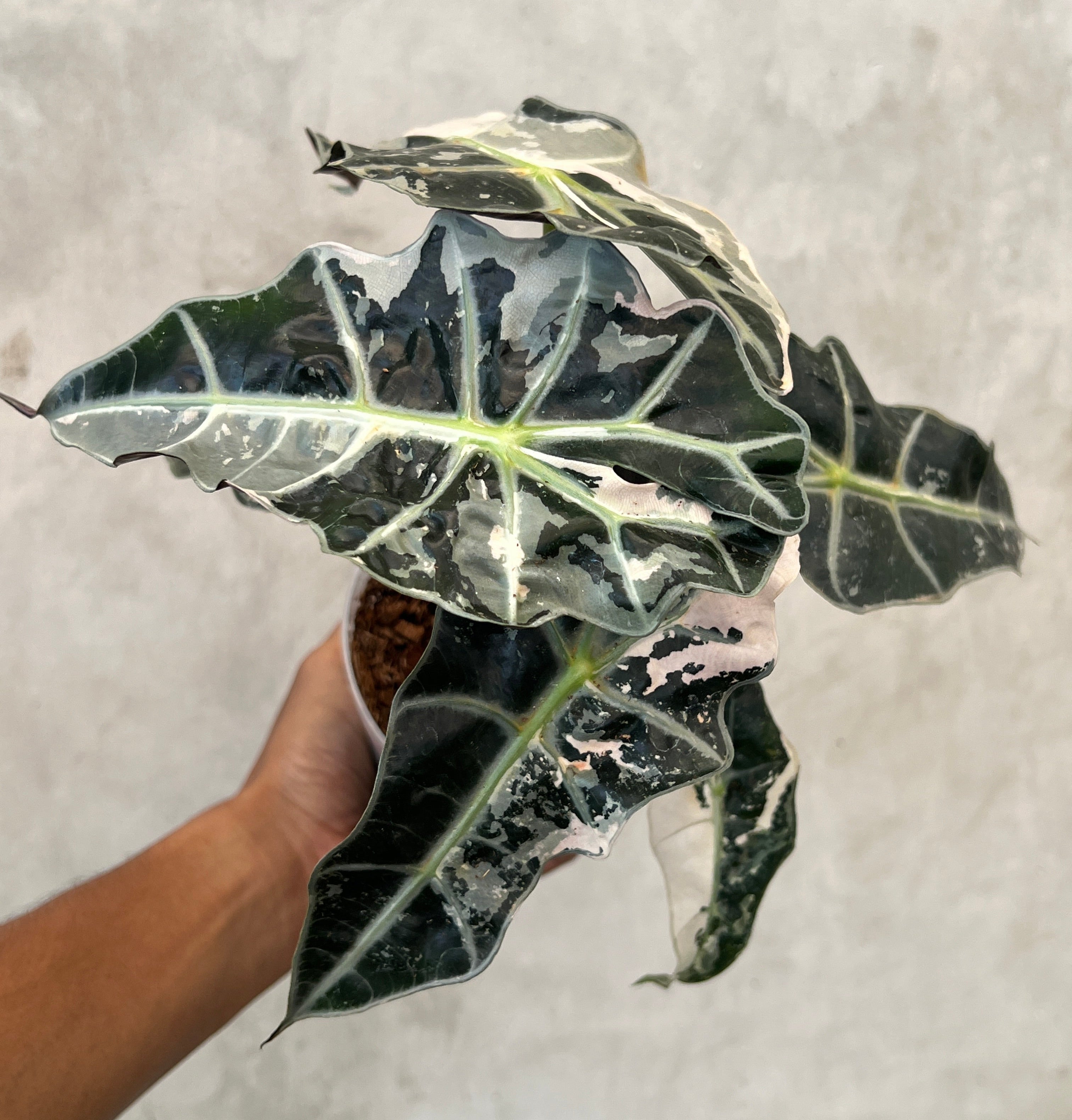 Alocasia Amazonica Pink Variegated