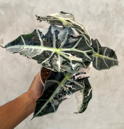 Alocasia Amazonica Pink Variegated