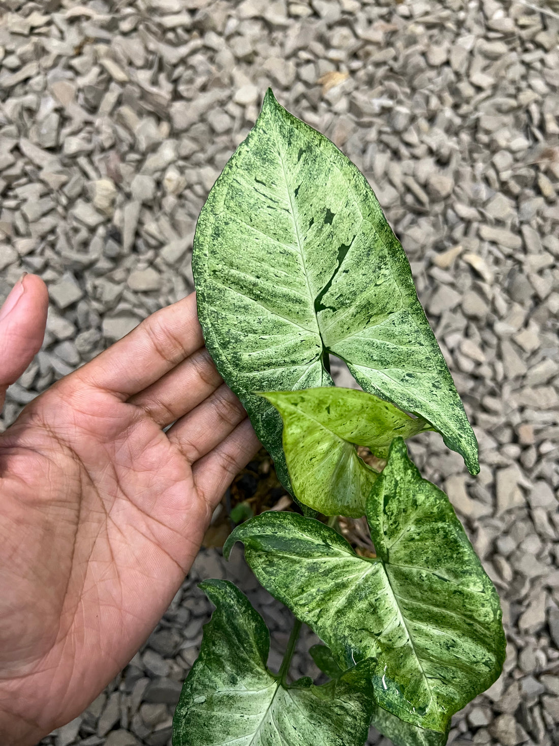Syngonium Green freckles europe