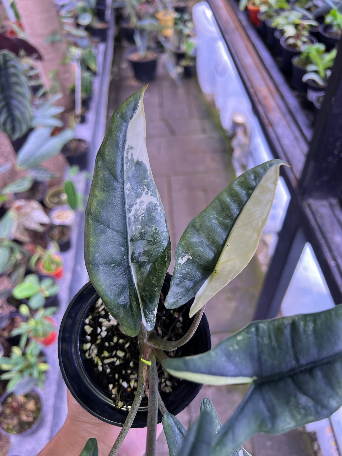 Alocasia Heterophylla Metalic blue albo