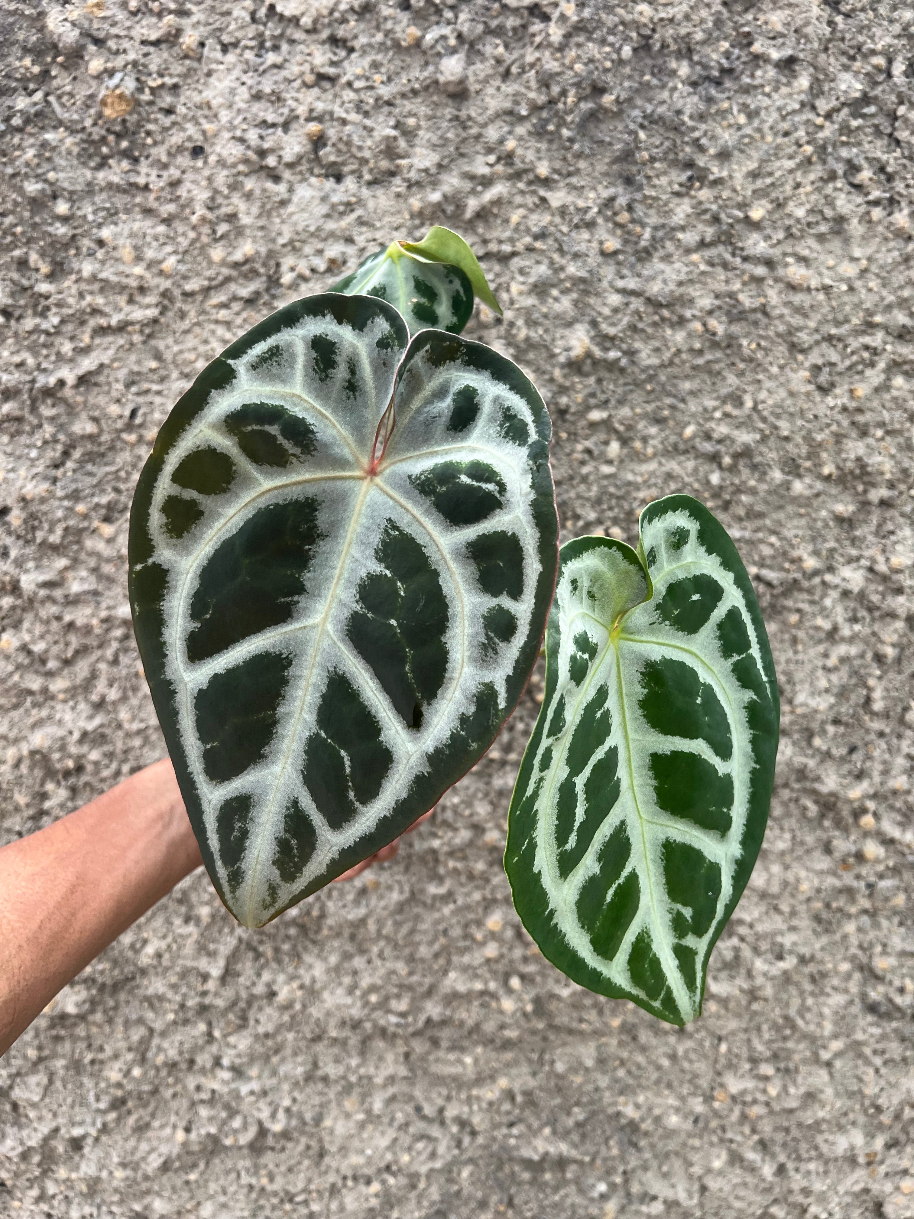 Anthurium SKG SILVER x Red Crystallinum NSE