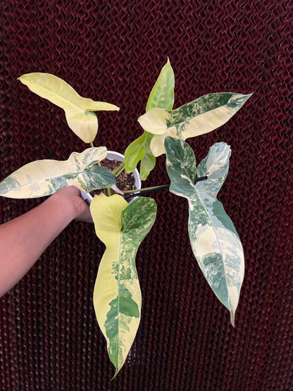 Philodendron Jennifer Variegated
