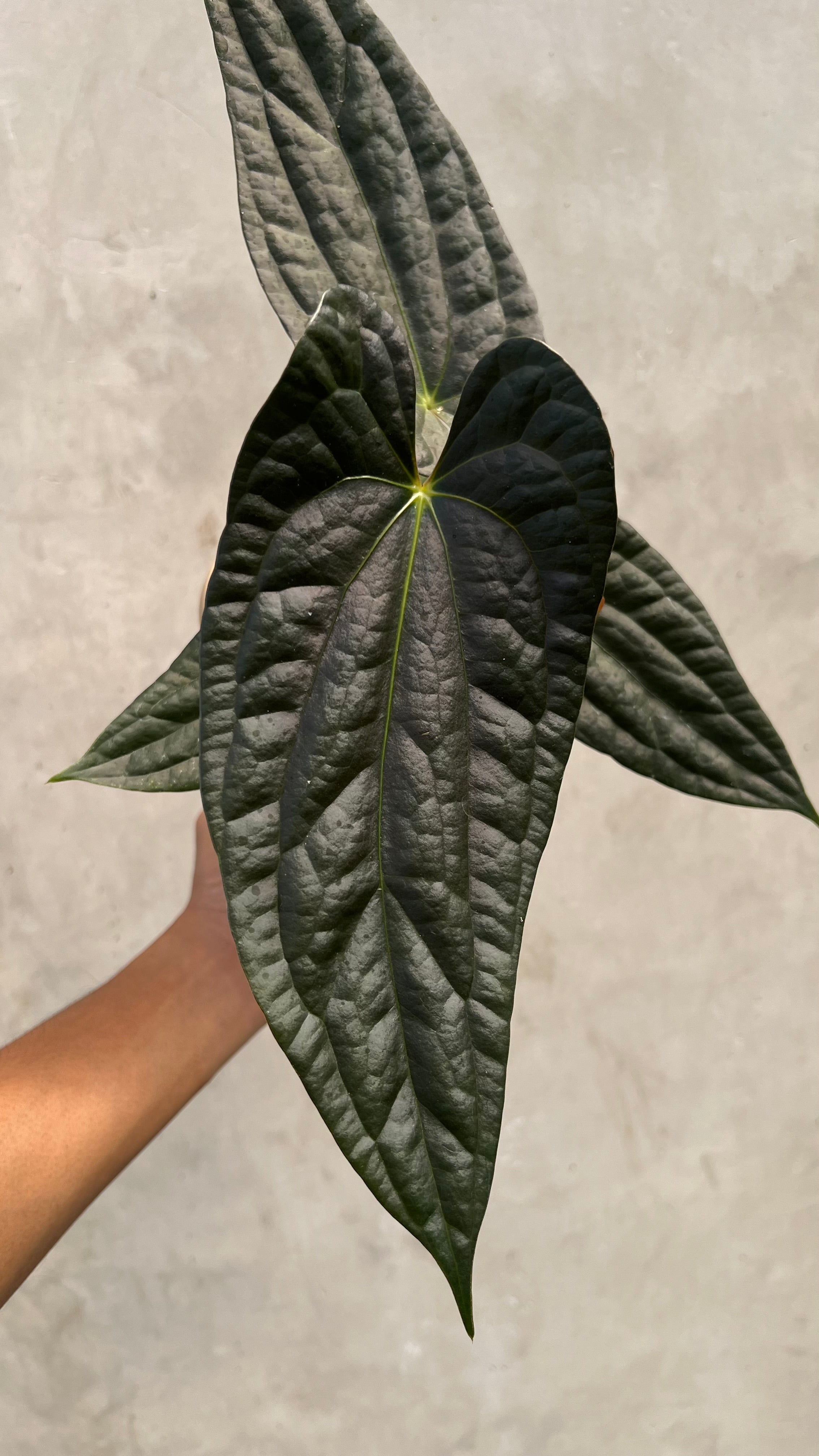 Anthurium Fort Sherman x Luxurians