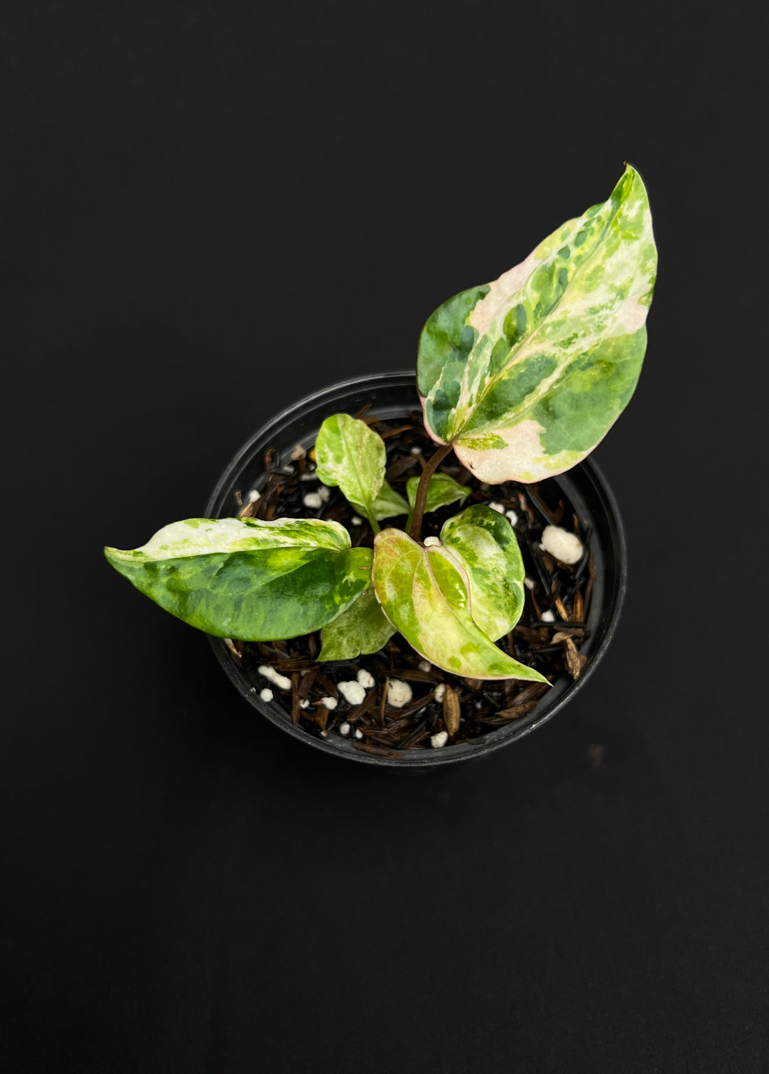 Anthurium Night Queen x Zara Michelle