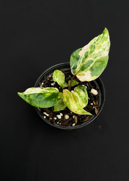 Anthurium Night Queen x Zara Michelle