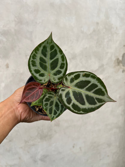 Anthurium Red Tiger Selected