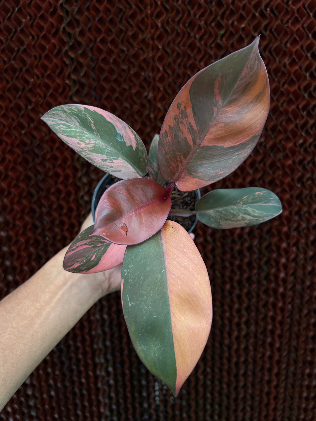 Philodendron Black Cardinal Variegated