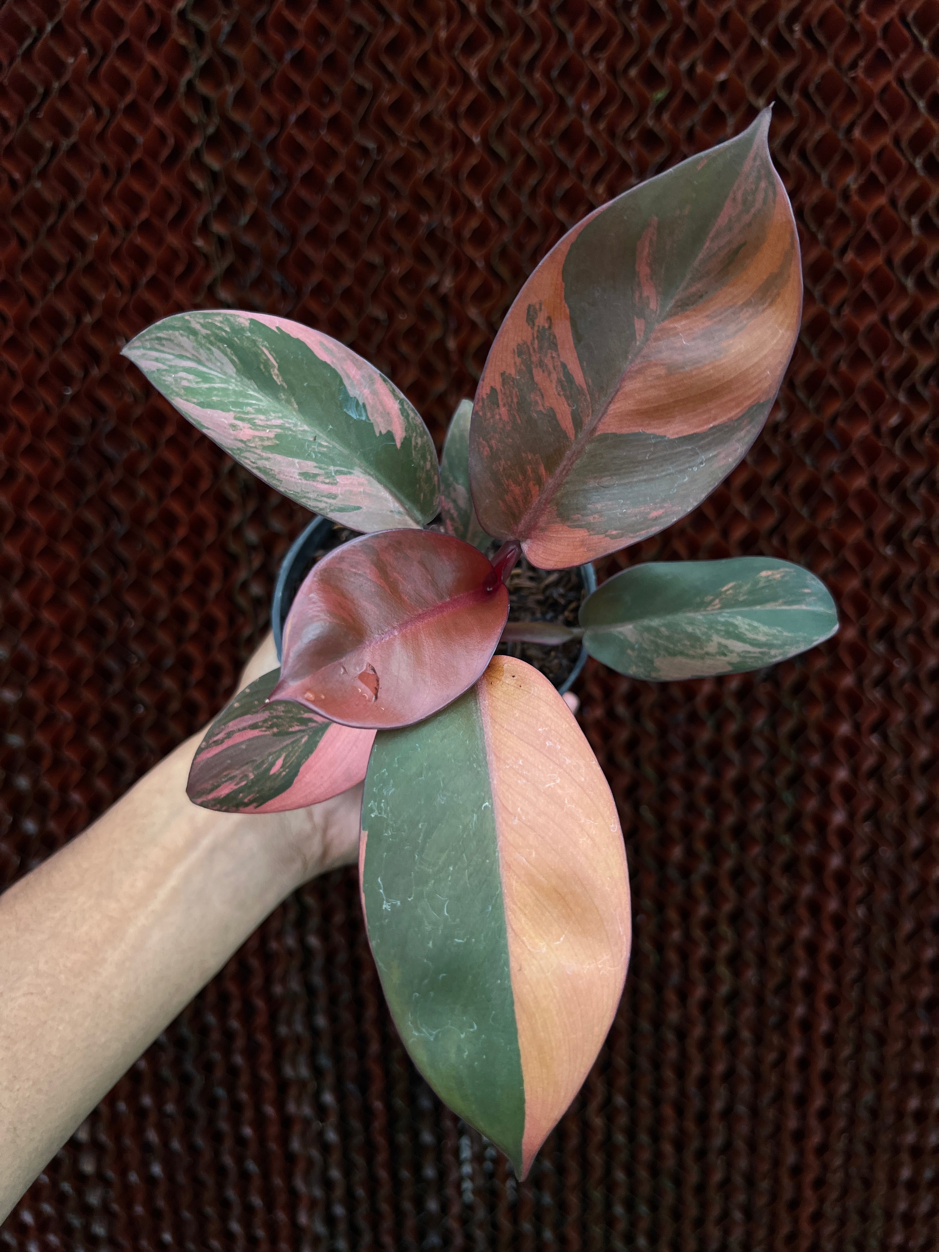 Philodendron Black Cardinal Variegated
