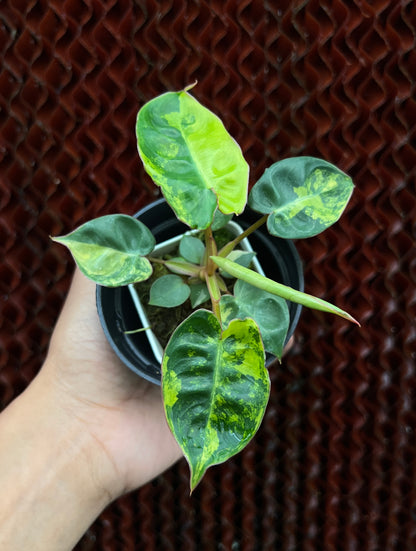 Philodendron Billietiae Small Size Variegated