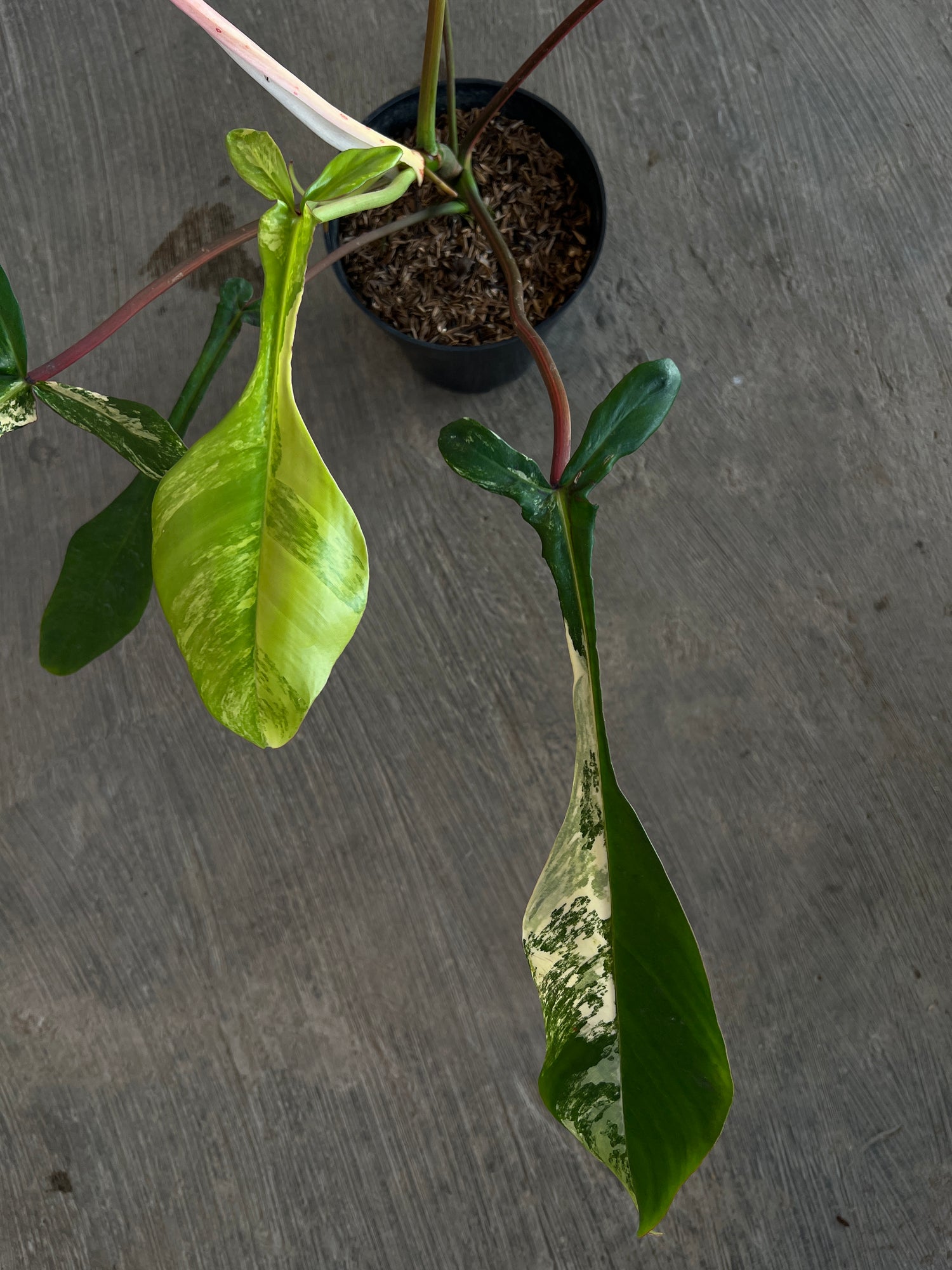 Philodendro Joepii Variegated