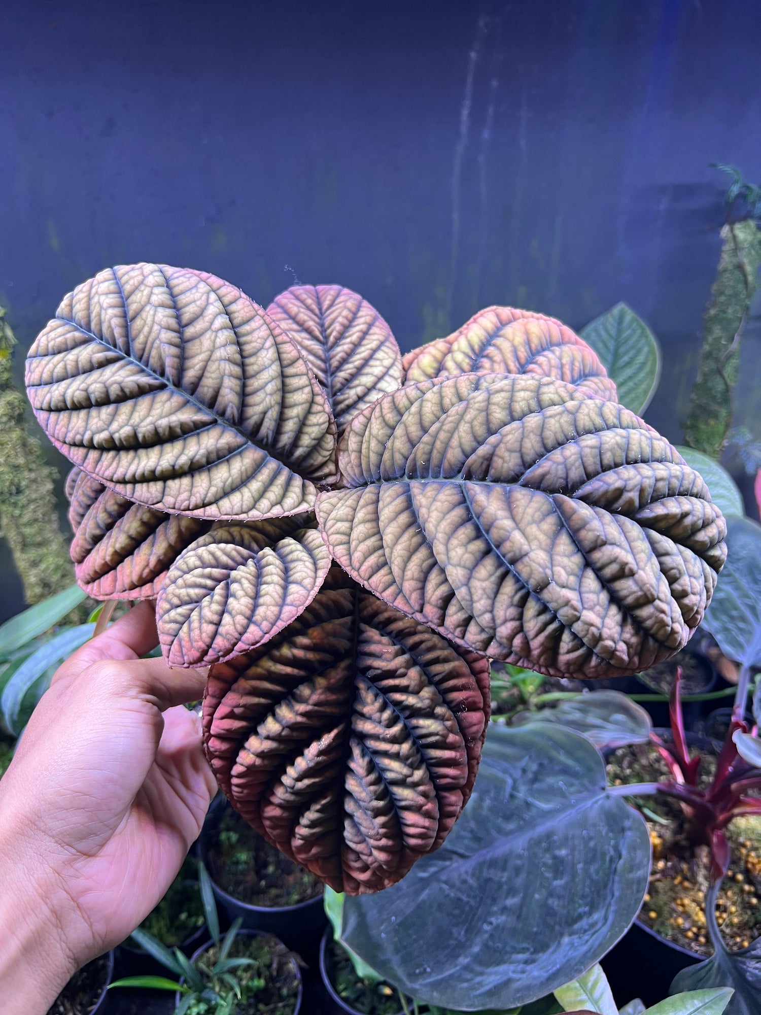 Ardisia Sp vietnam