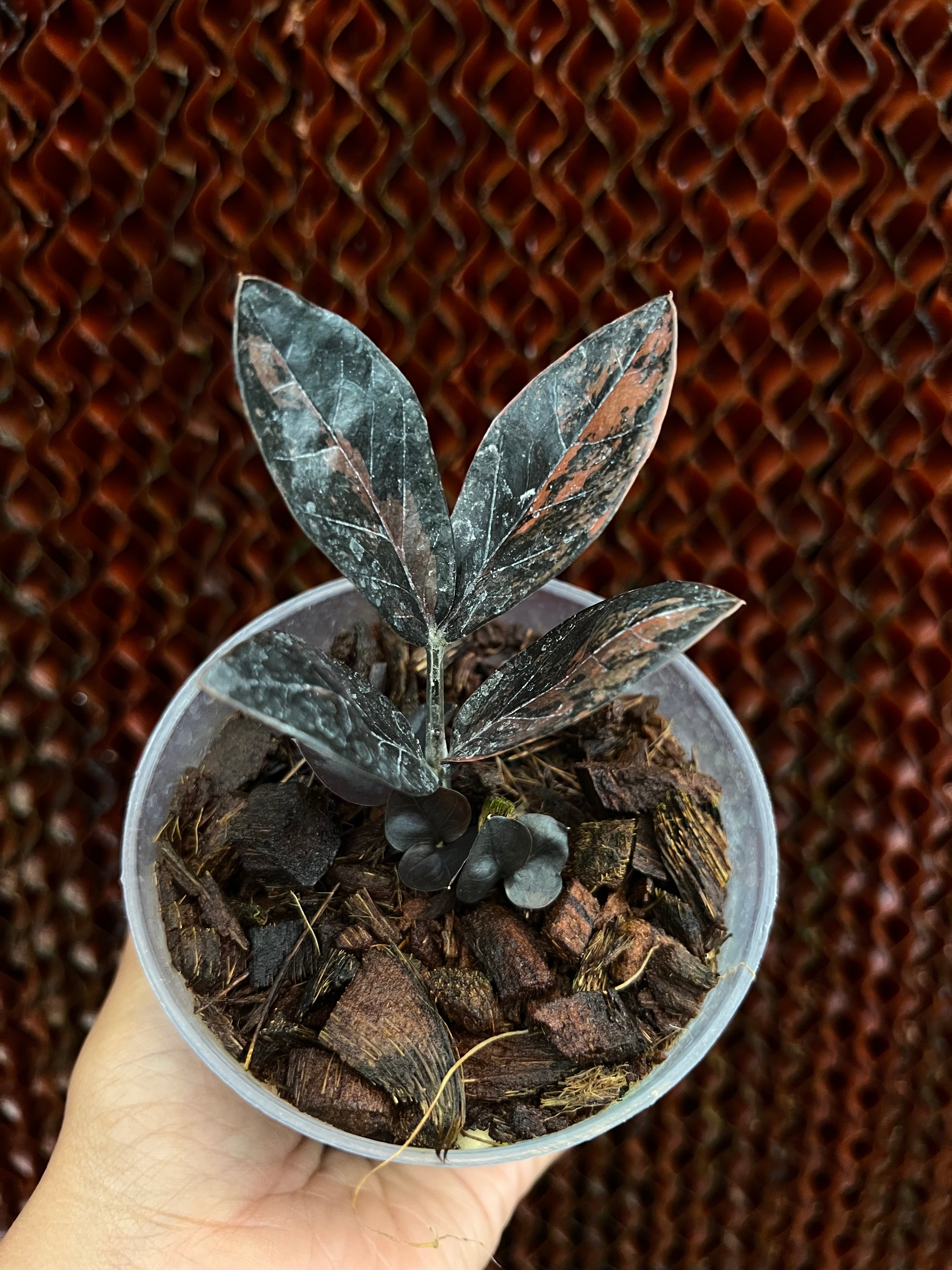 Zamioculcas Zamiifolia Black Pink Variegated
