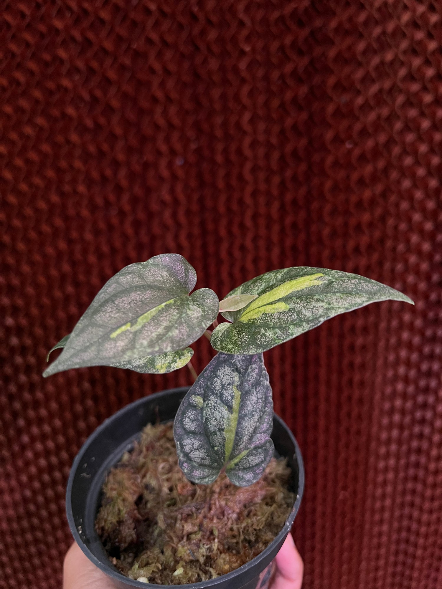 Piper Sylvaticum Variegated