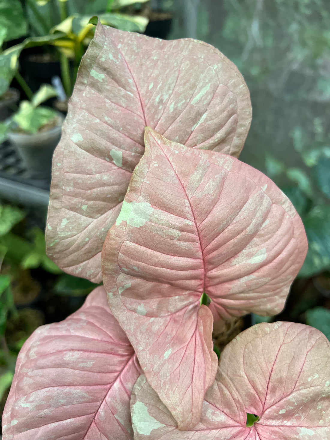 Syngonium Pink candy