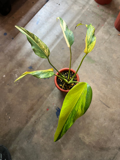 Monstera Burle Mark Flame Variegated