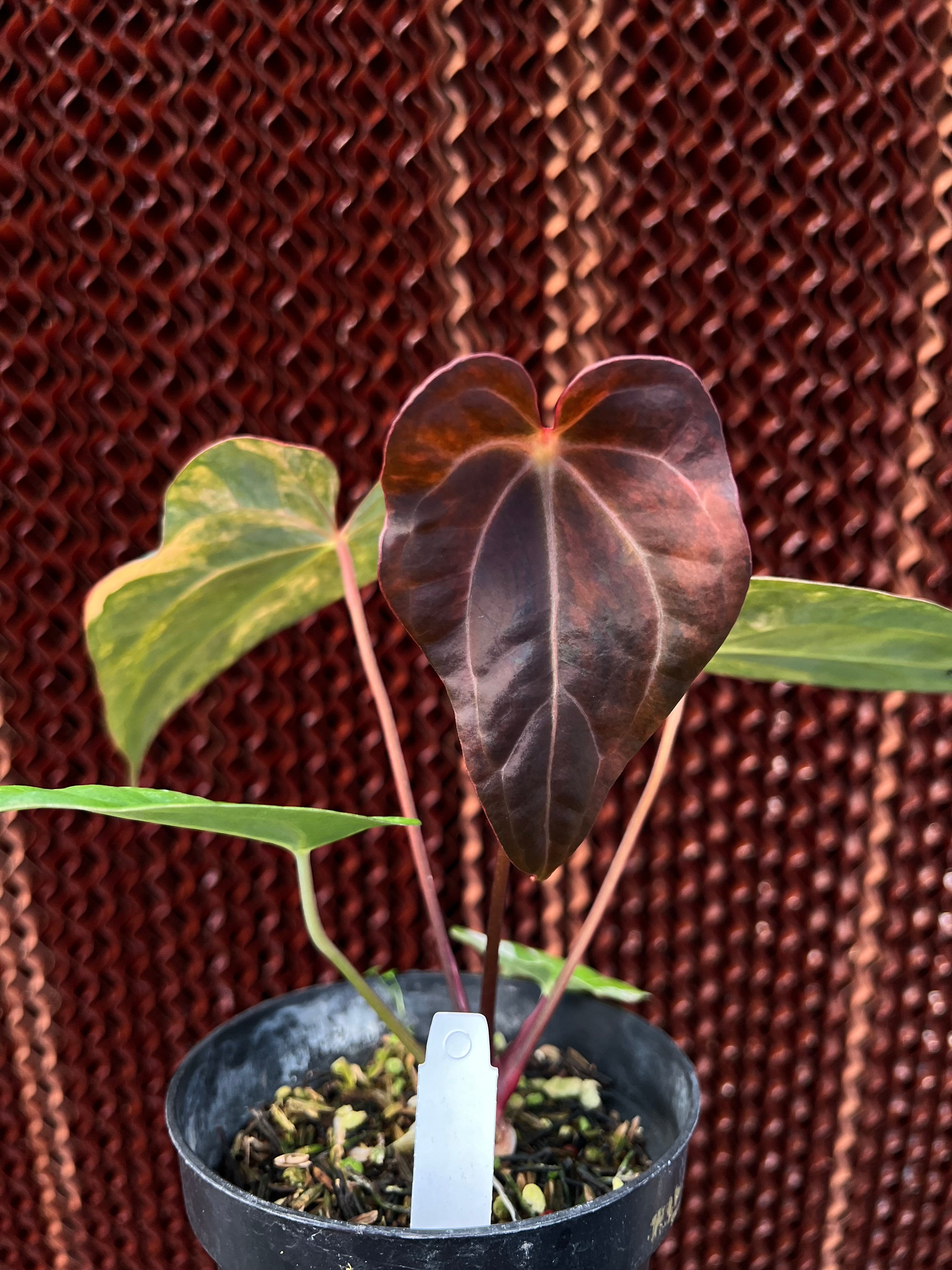 その他観葉植物 Anthurium 'Sunset Frill' Anthurium Red Sunset x Papilillaminum Black Gold – Siapnanam