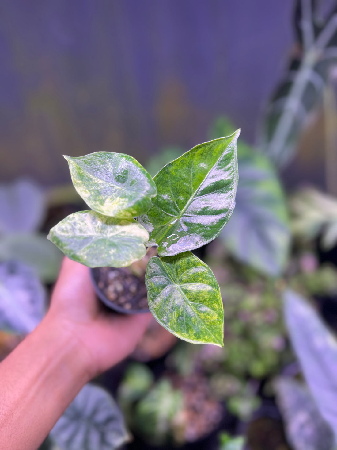 Alocasia hybrid (A. Puber aurea x Infernalis)