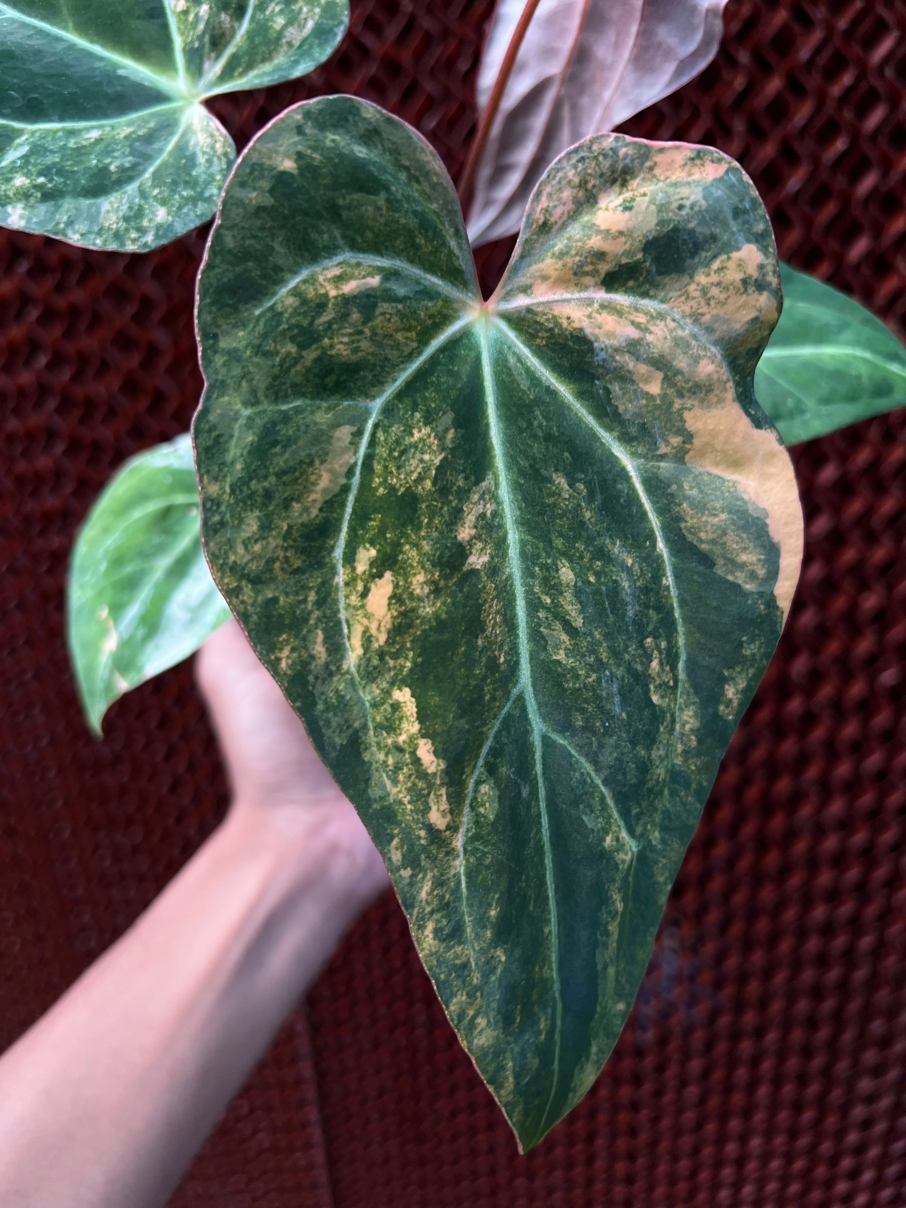 Anthurium Red Sunset x Papilillaminum Black Gold – Siapnanam