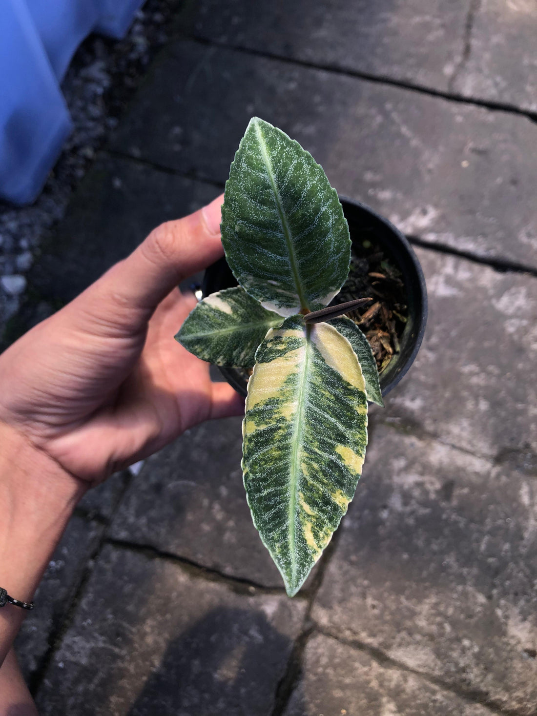 Labisia sp Sumatra Variegated