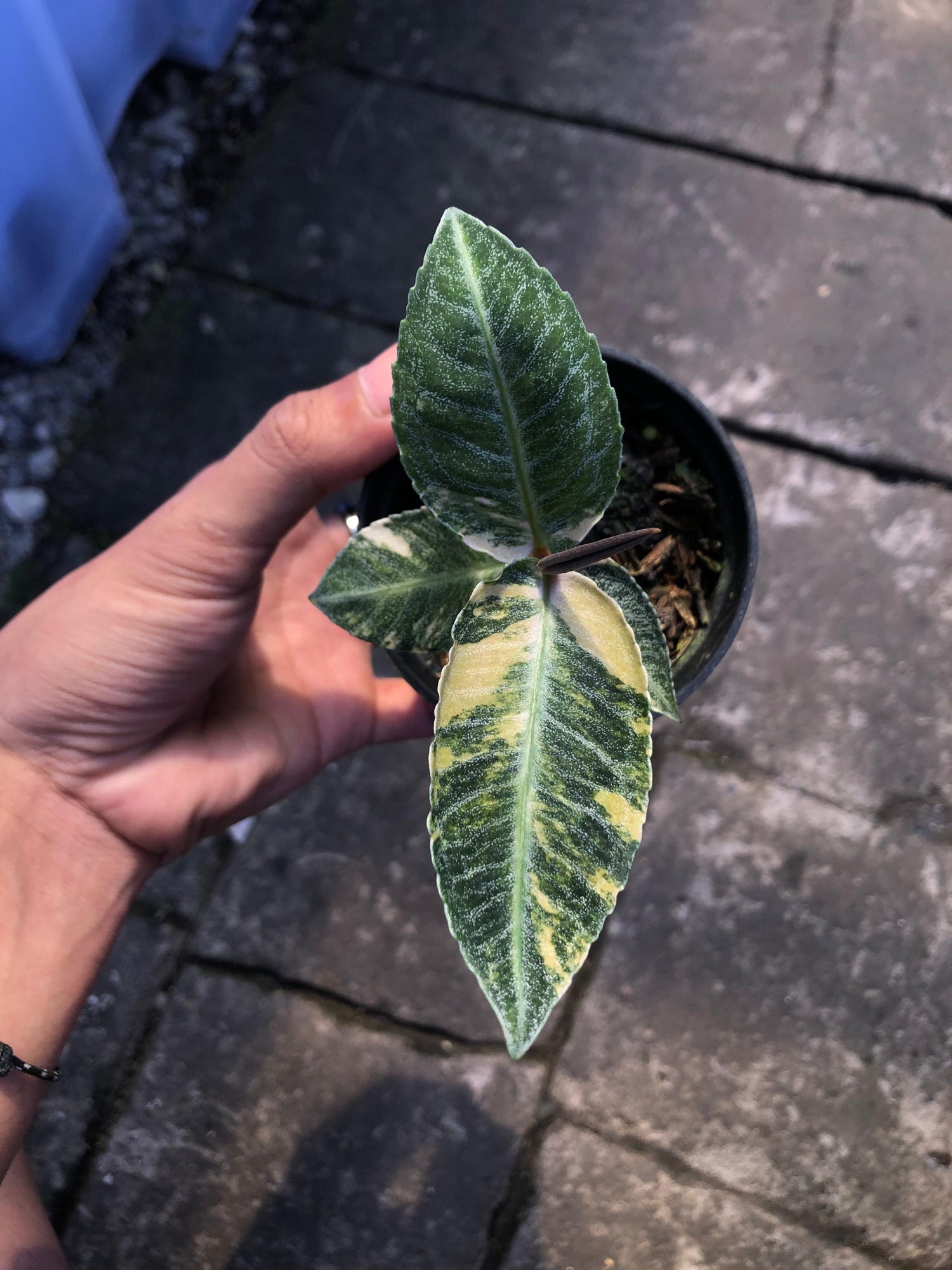 Labisia sp Sumatra Variegated