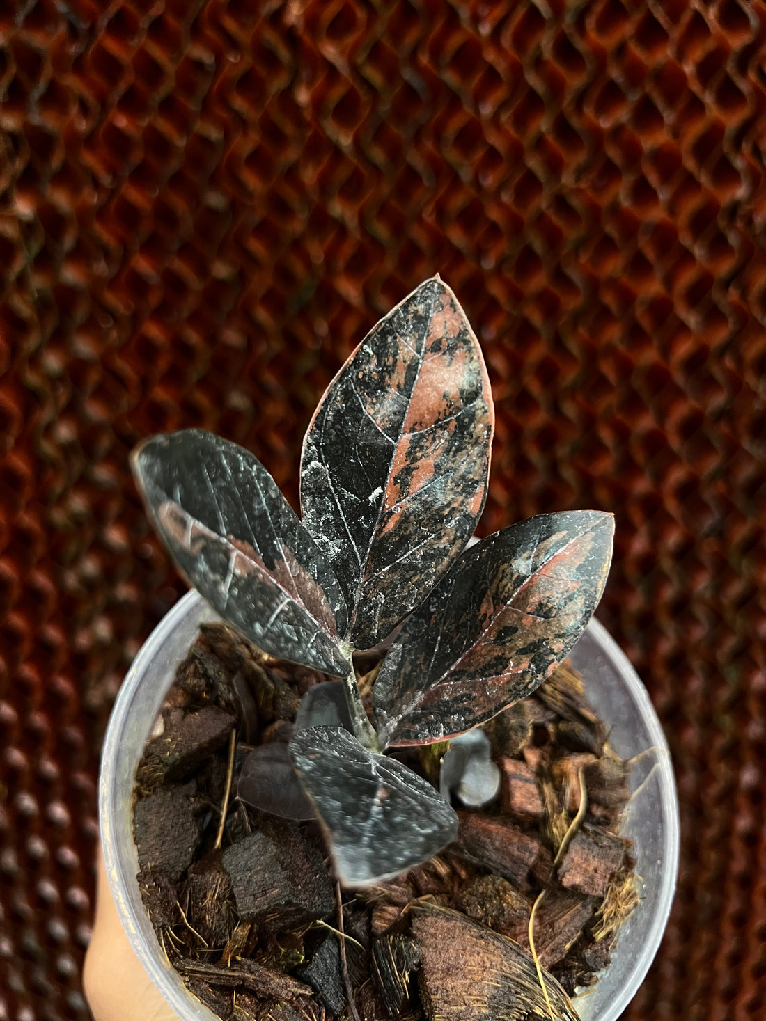 Zamioculcas Zamiifolia Black Pink Variegated