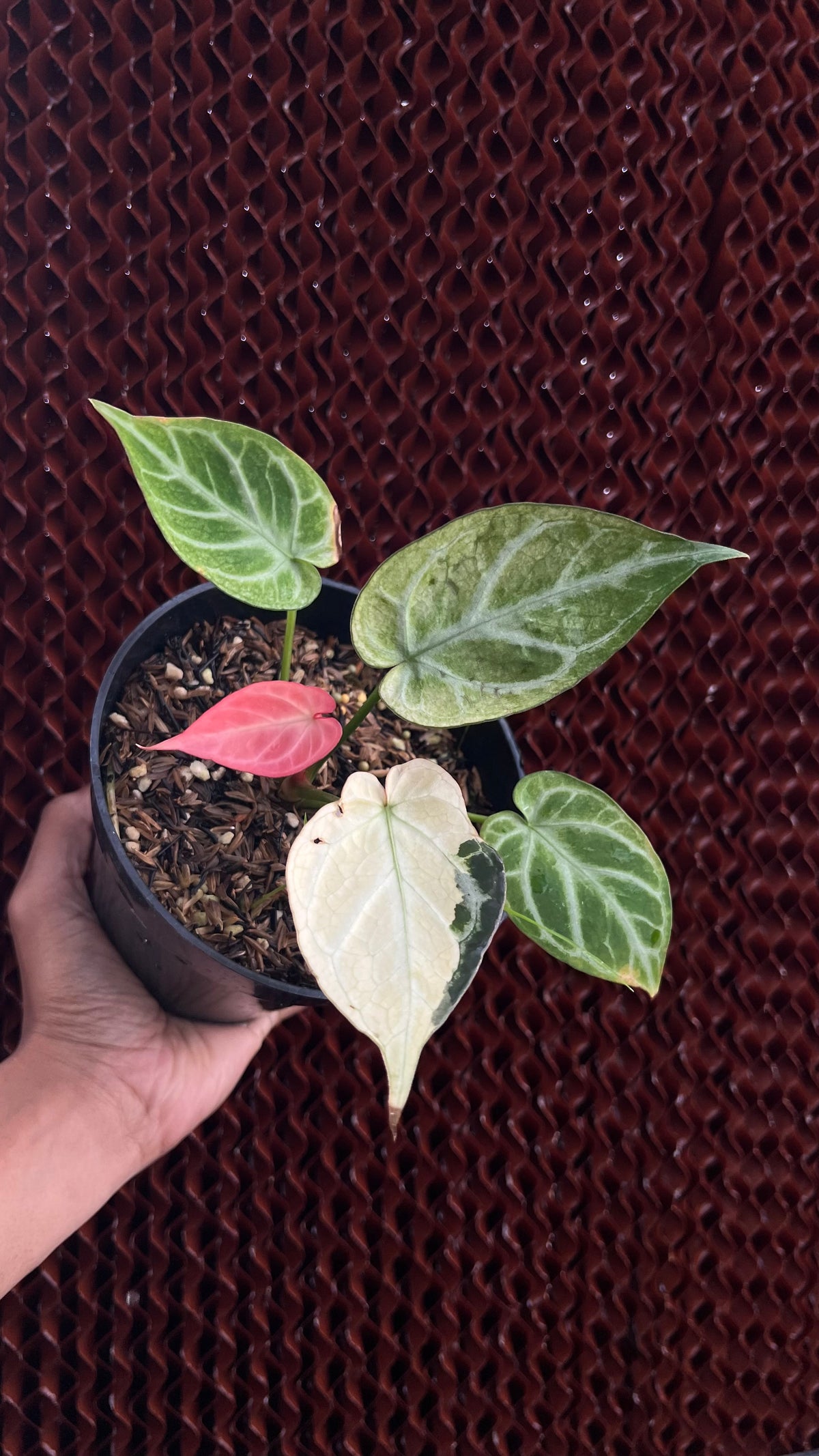 Anthurium Silver Blush Variegated