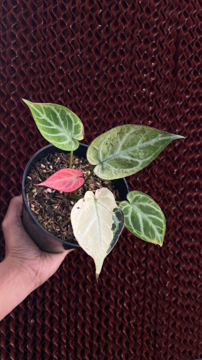Anthurium Silver Blush Variegated