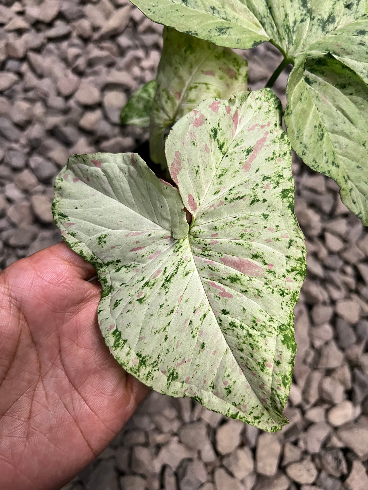 Syngonium