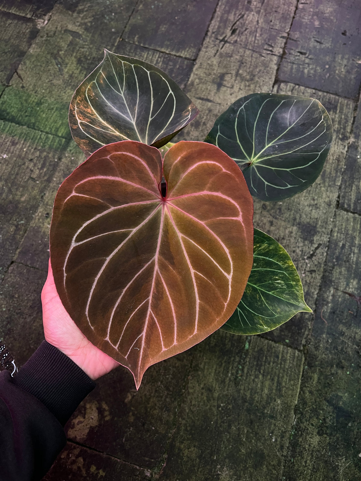 Anthurium King Of Spades Variegated