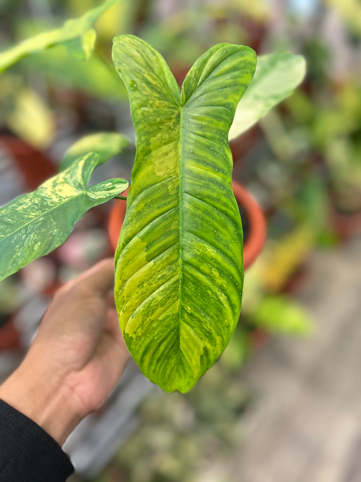 Philodendron Flobe x Tenue