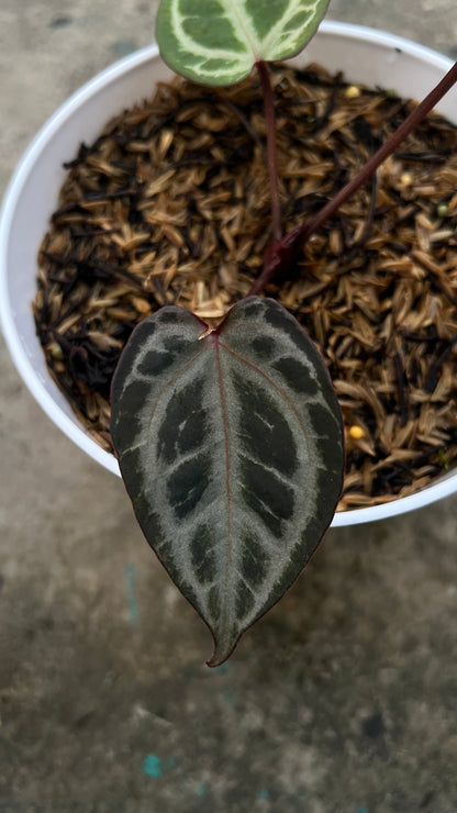Anthurium Zara Michelle x Zara Michelle