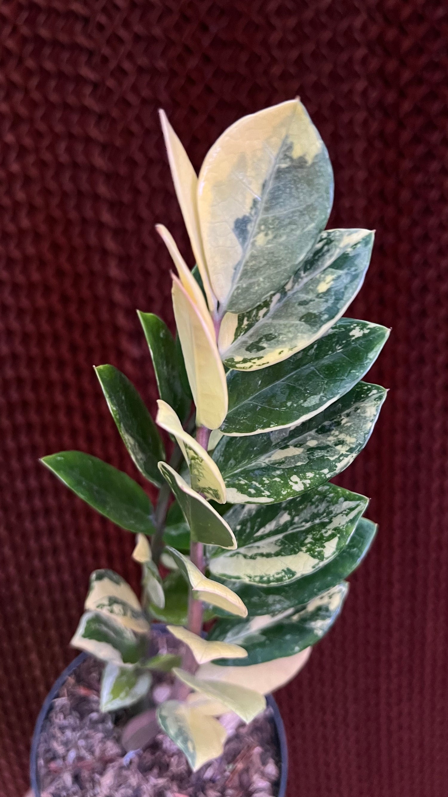 Zamioculcas Zamiifolia  Variegated