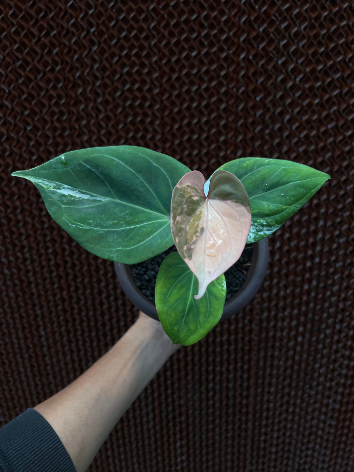Anthurium King Of Spades white Variegated