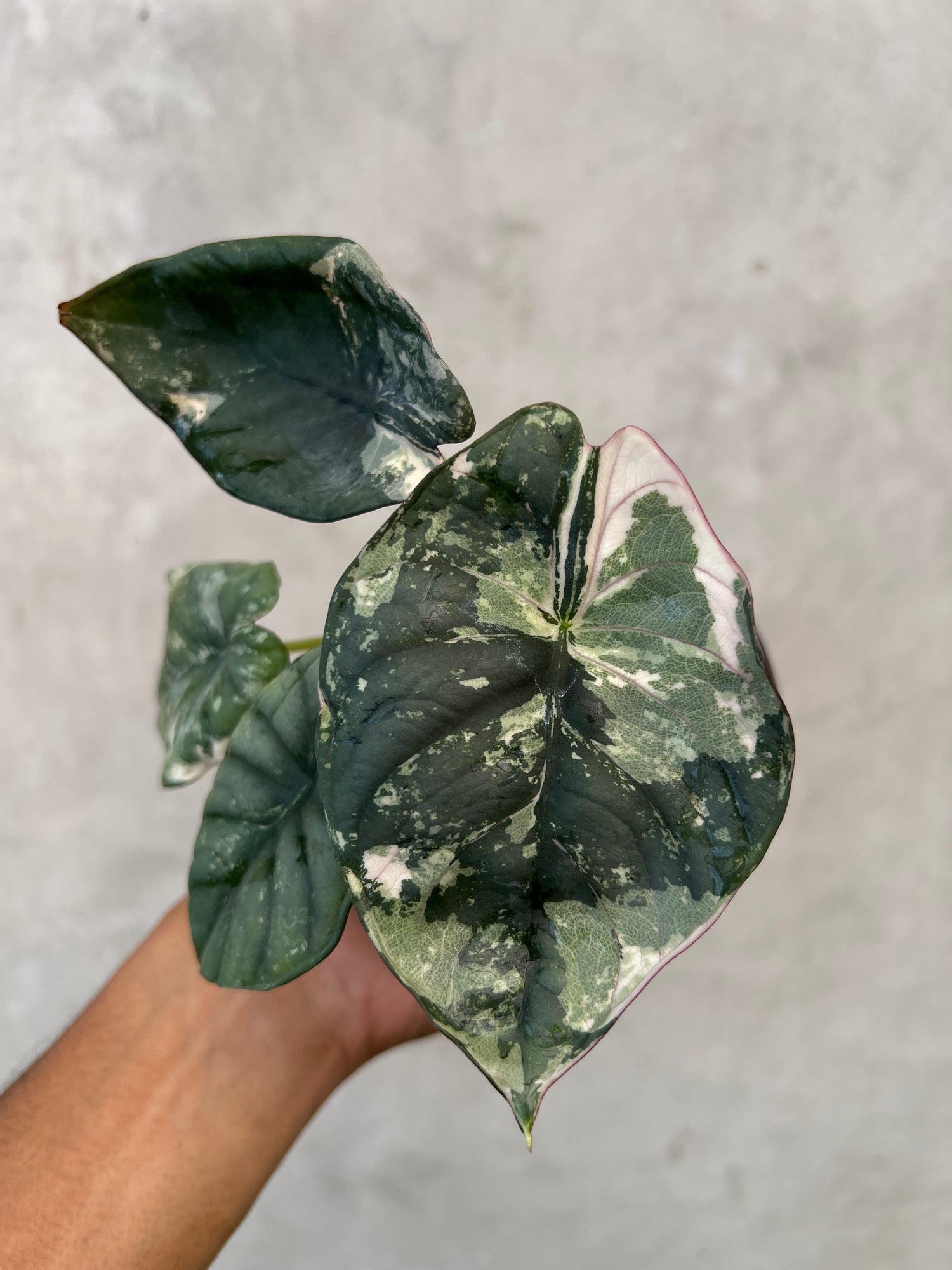 Alocasia Nebula Pink Variegated